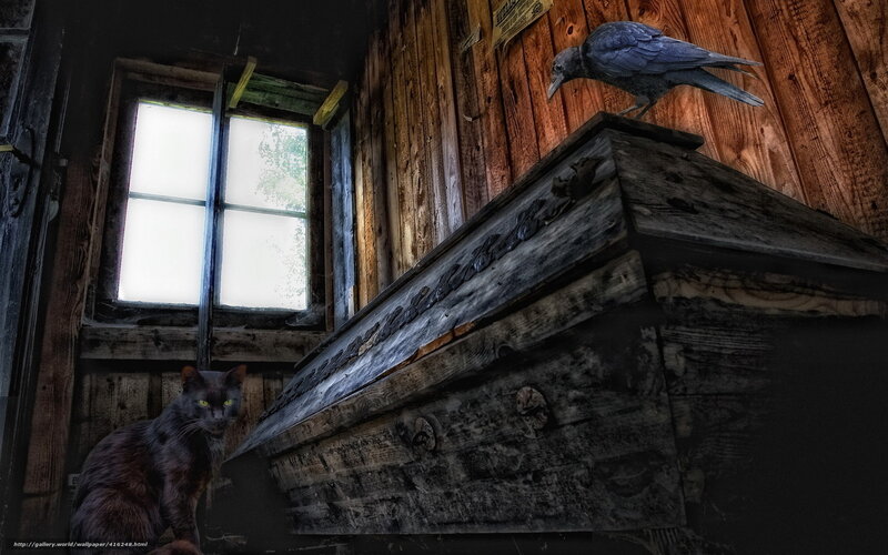 Cat and crow in old cabin