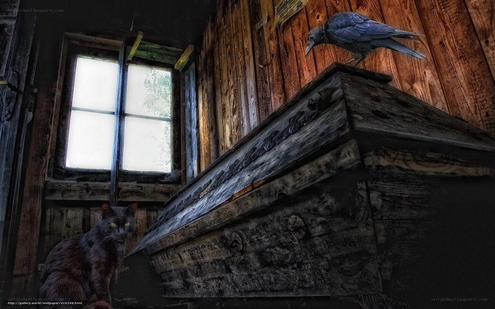 Cat and crow in old cabin