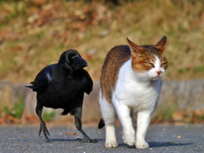 Cat and Crow Walking
