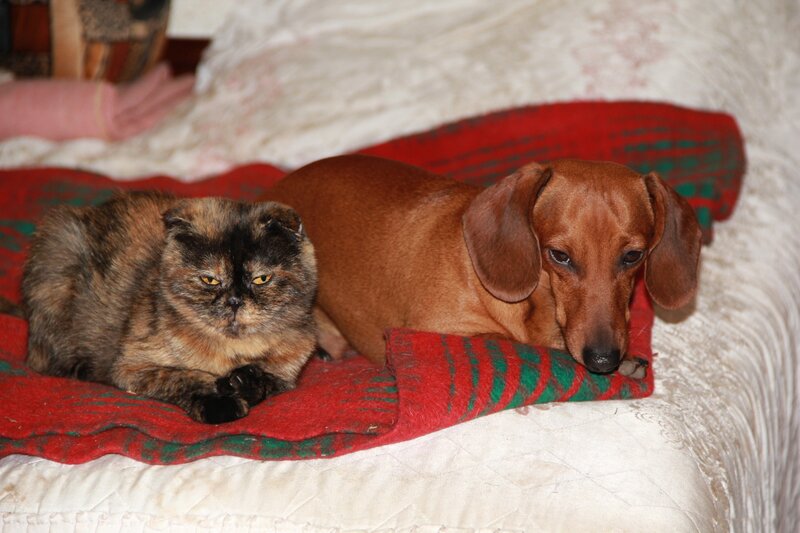 Cat and Dachshund