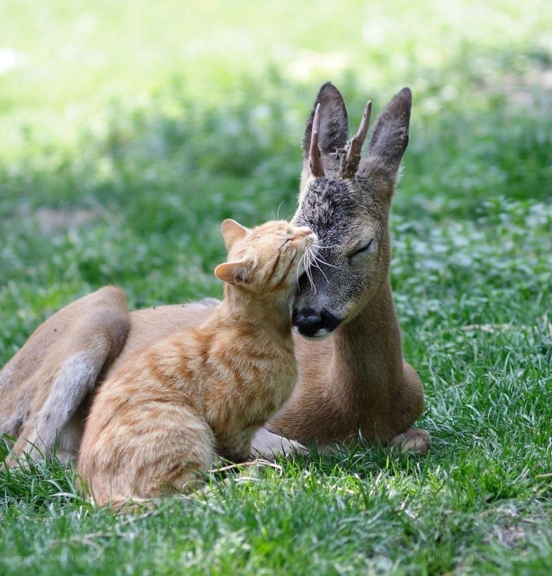 cat and deer cuddling