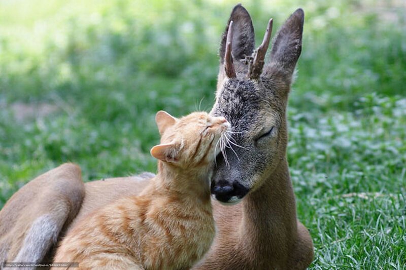 cat and deer cuddling