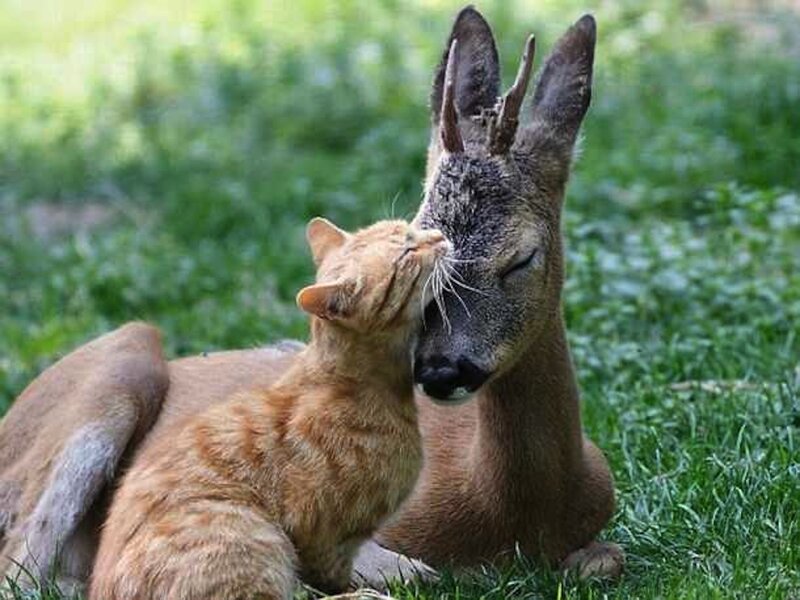 Cat and Deer Nuzzling