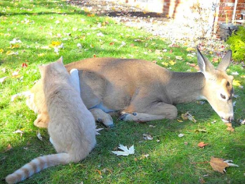 Cat and Deer on Grass — Green