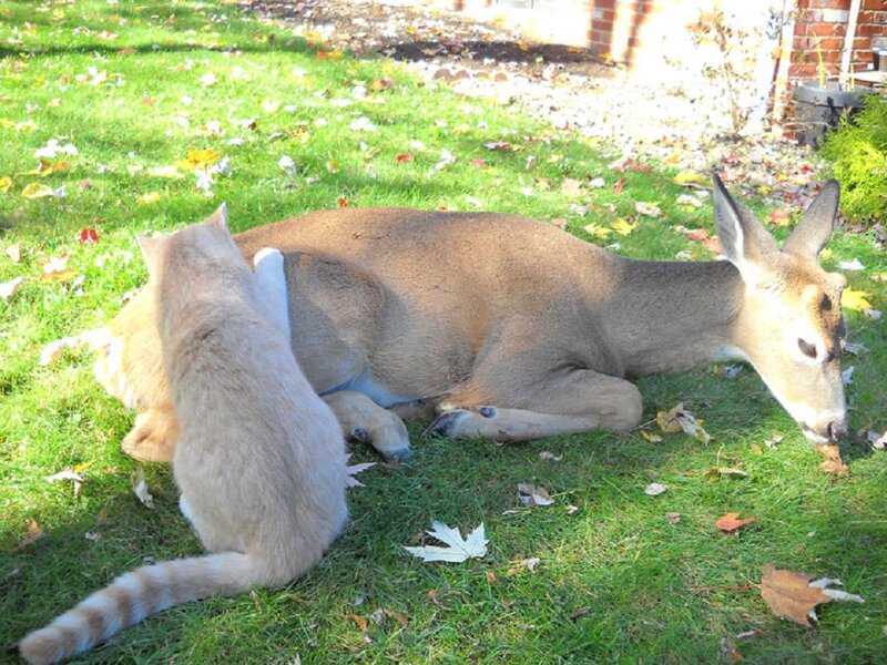 Cat and deer on grass