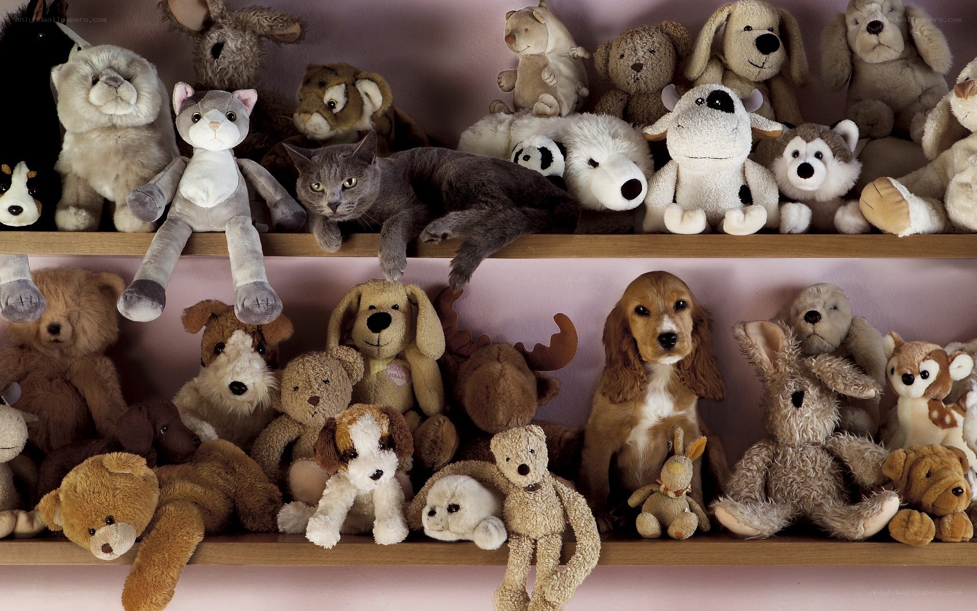 cat and dog among stuffed animals