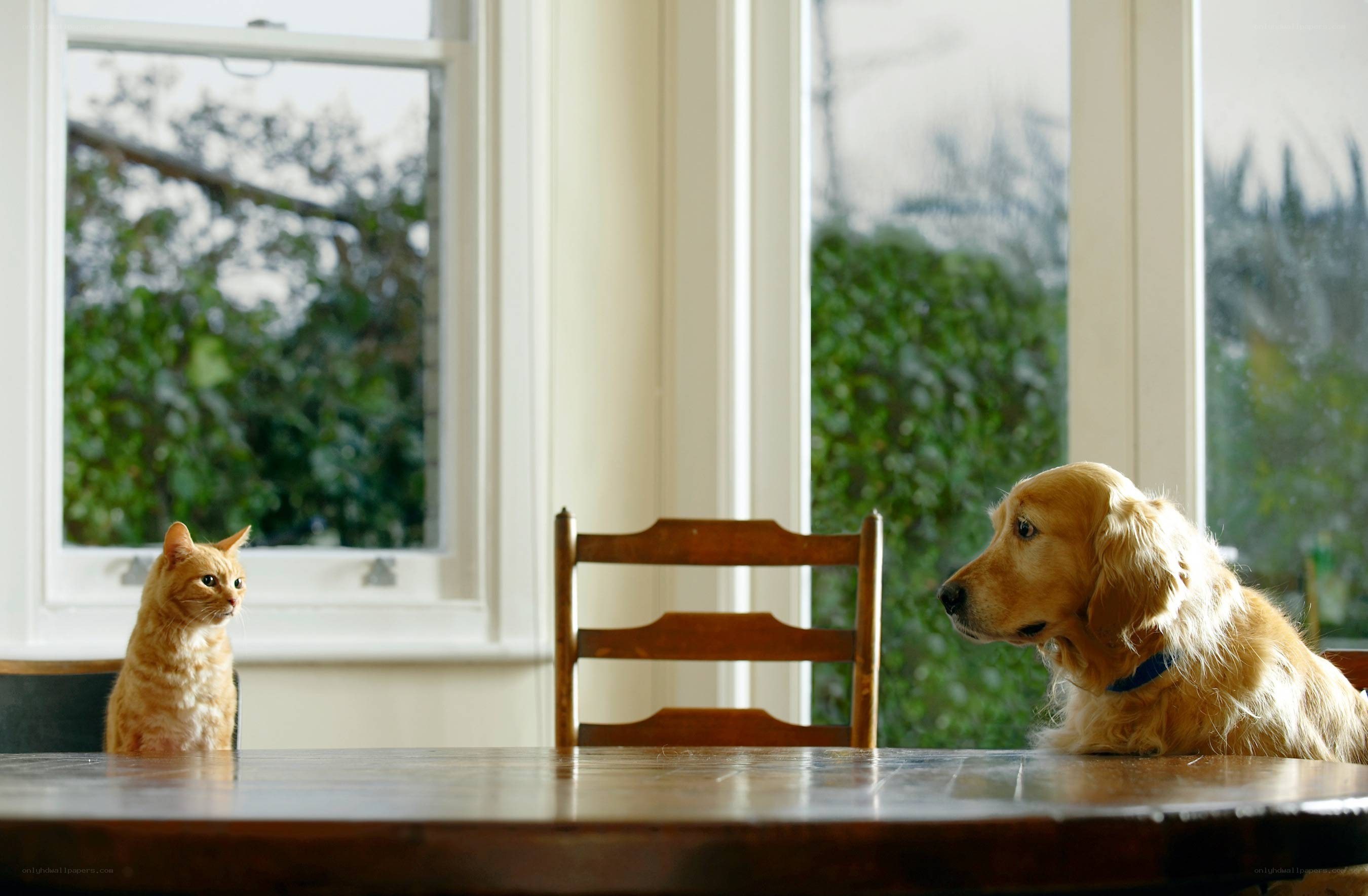 cat and dog at a table
