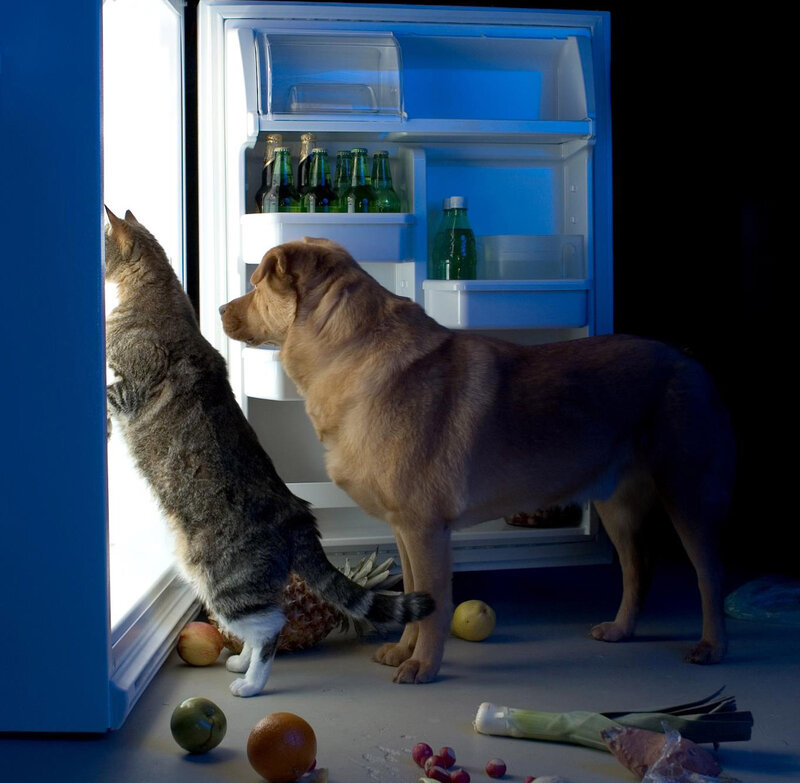 Cat and Dog at Fridge