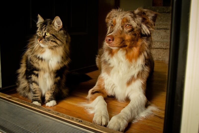 Cat and dog at the door