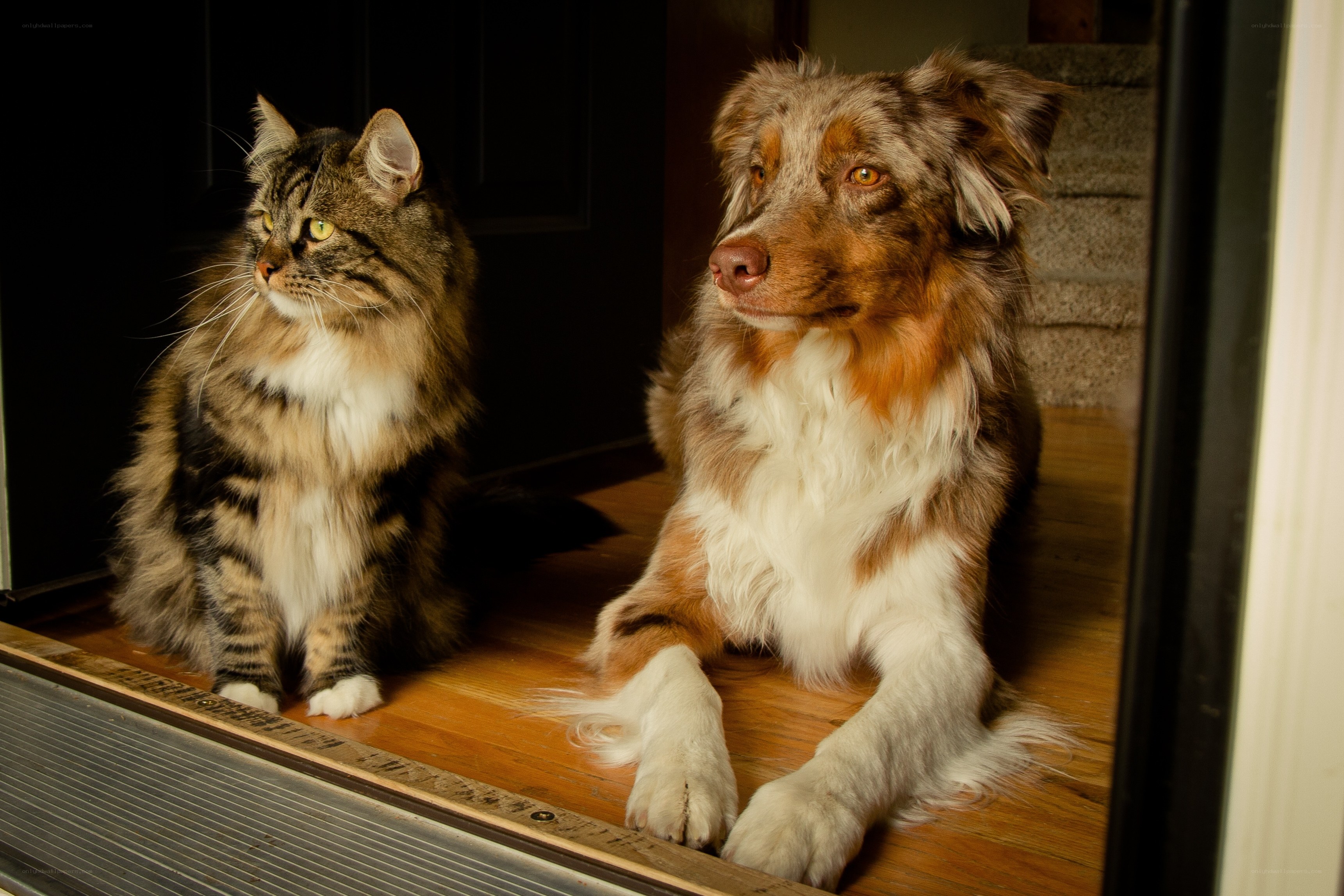Cat and dog at the door