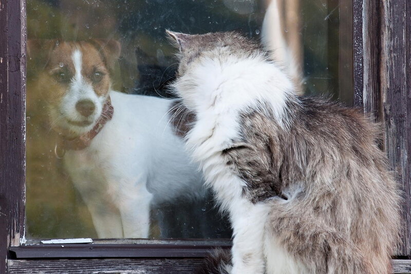 Cat and Dog at Window — Brown
