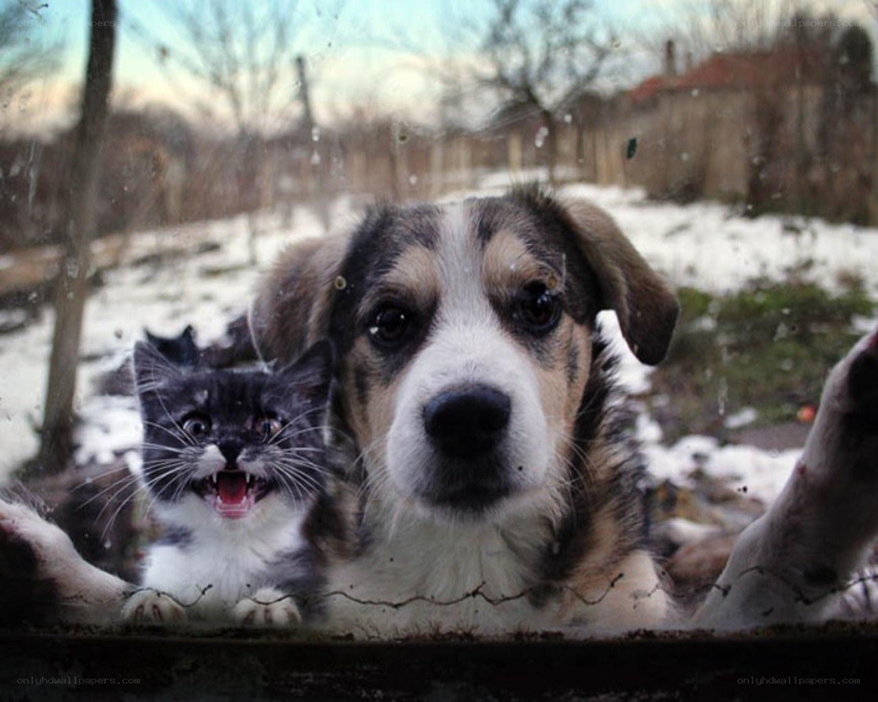 Cat and dog at window