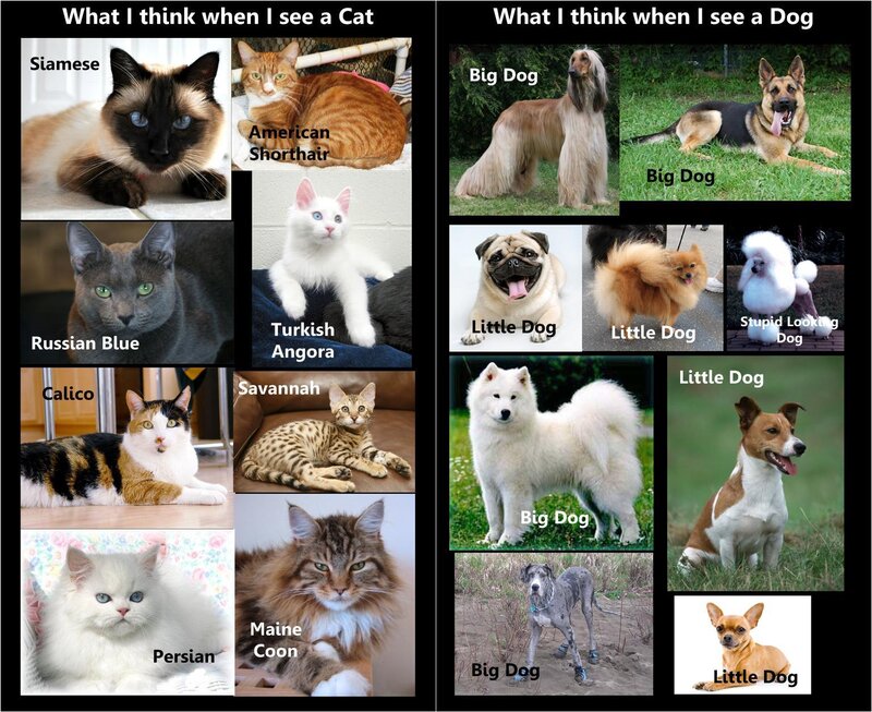 Cat and Dog Breeds