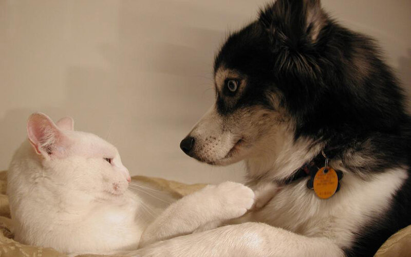cat and dog cuddling