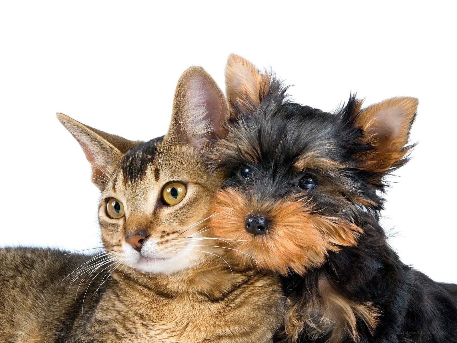 cat and dog cuddling