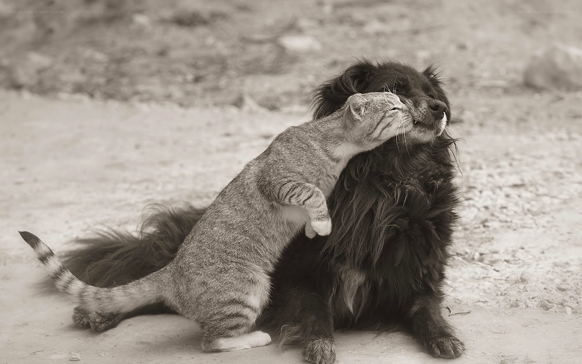 cat and dog cuddling