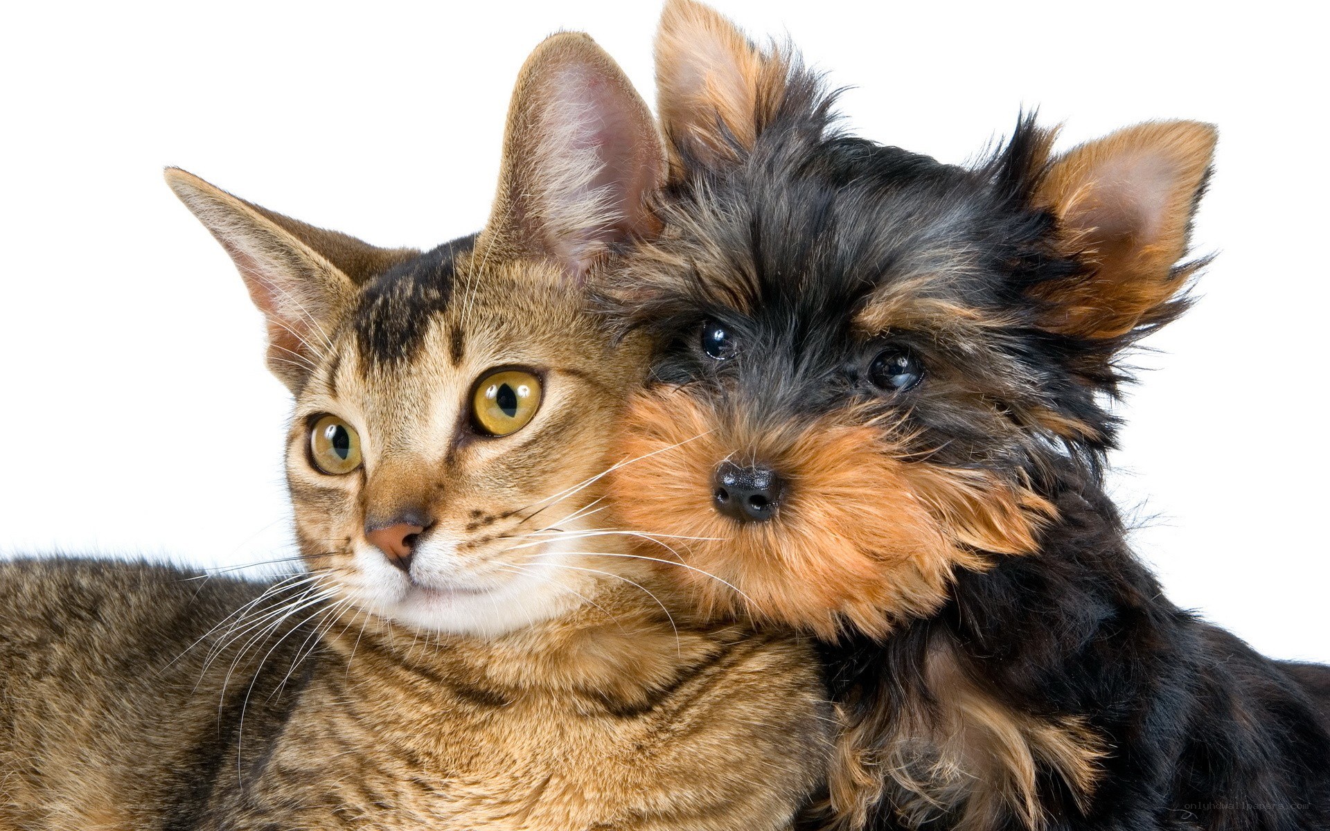 cat and dog cuddling