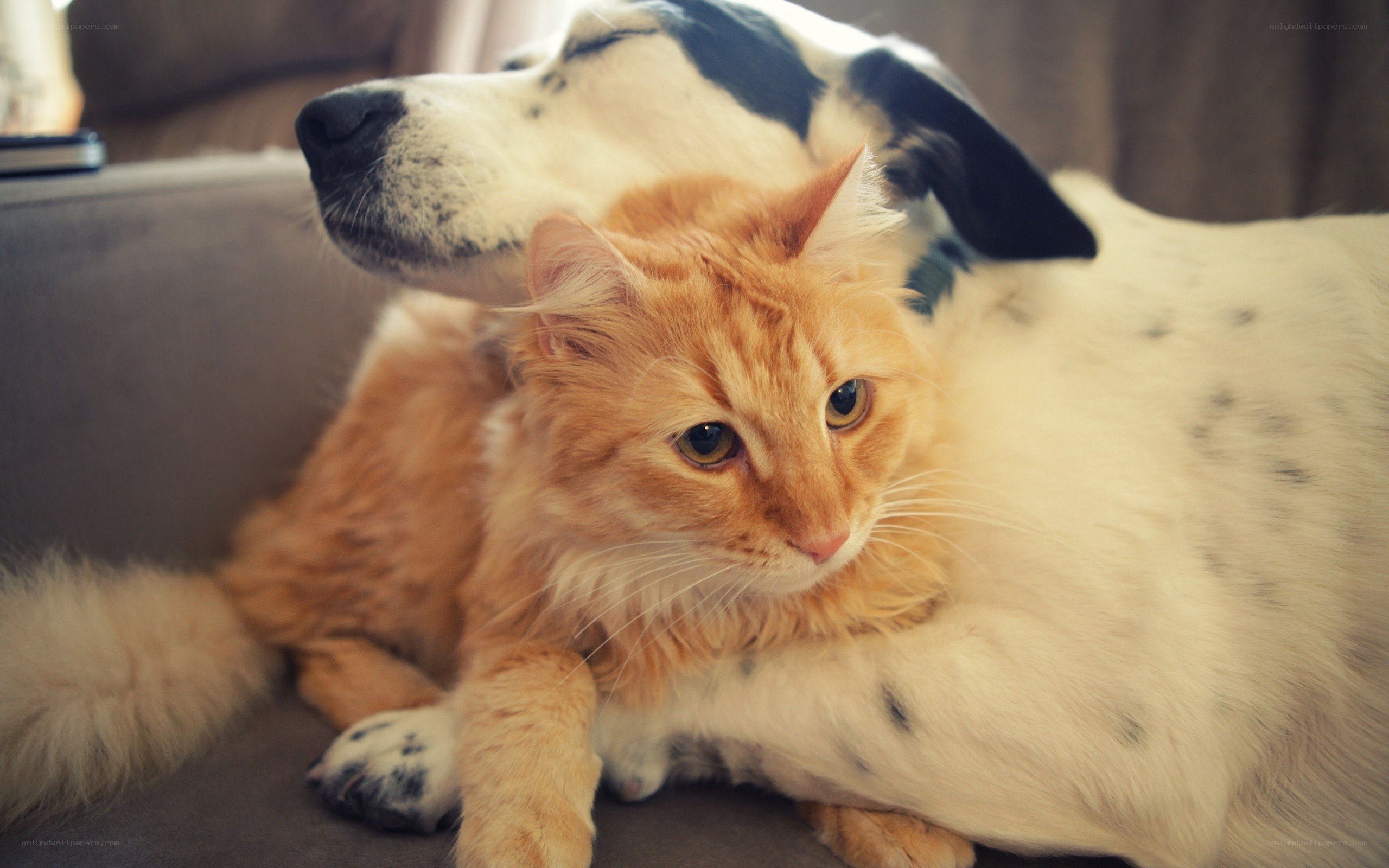 cat and dog cuddling