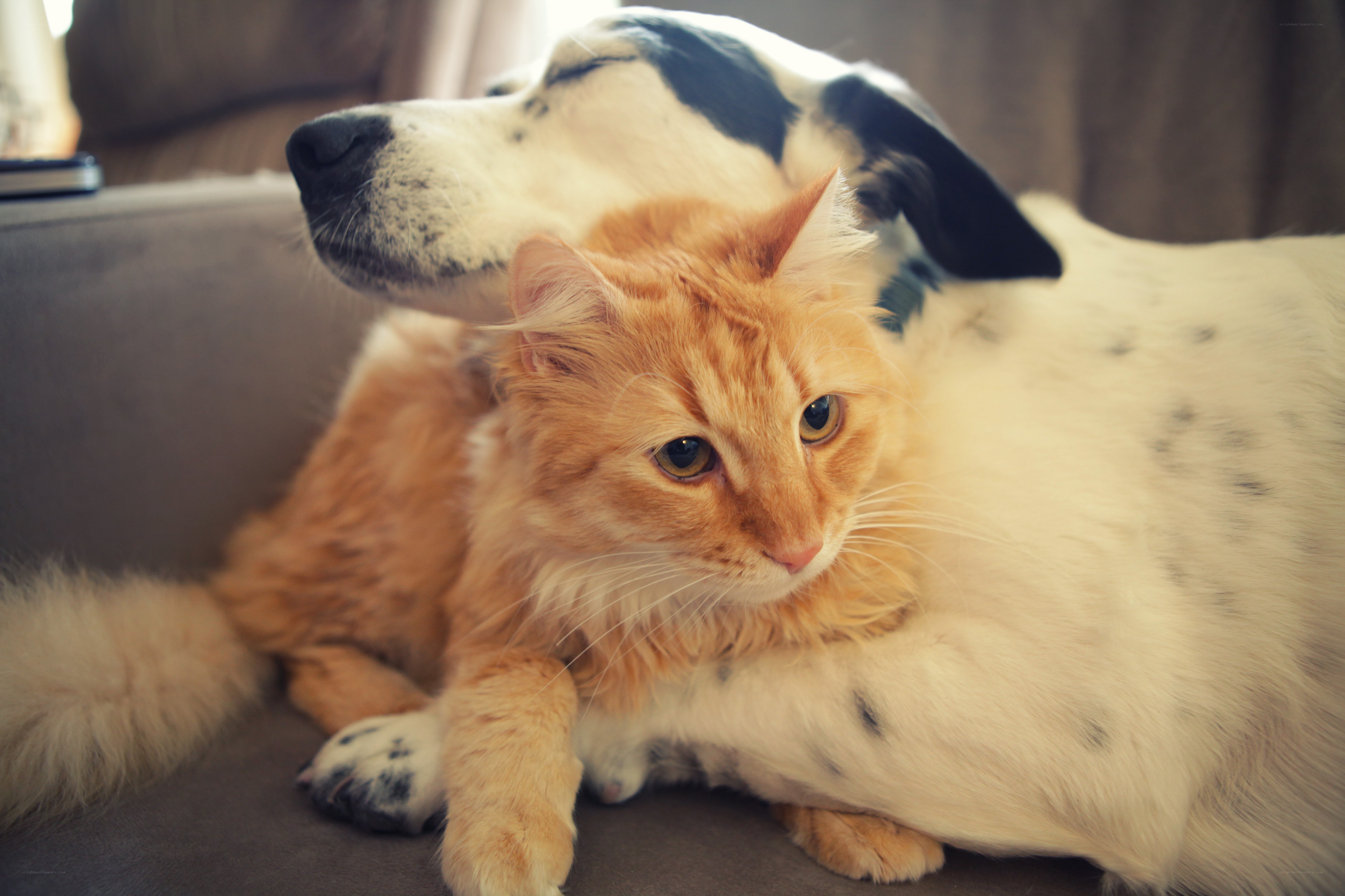 cat and dog cuddling together