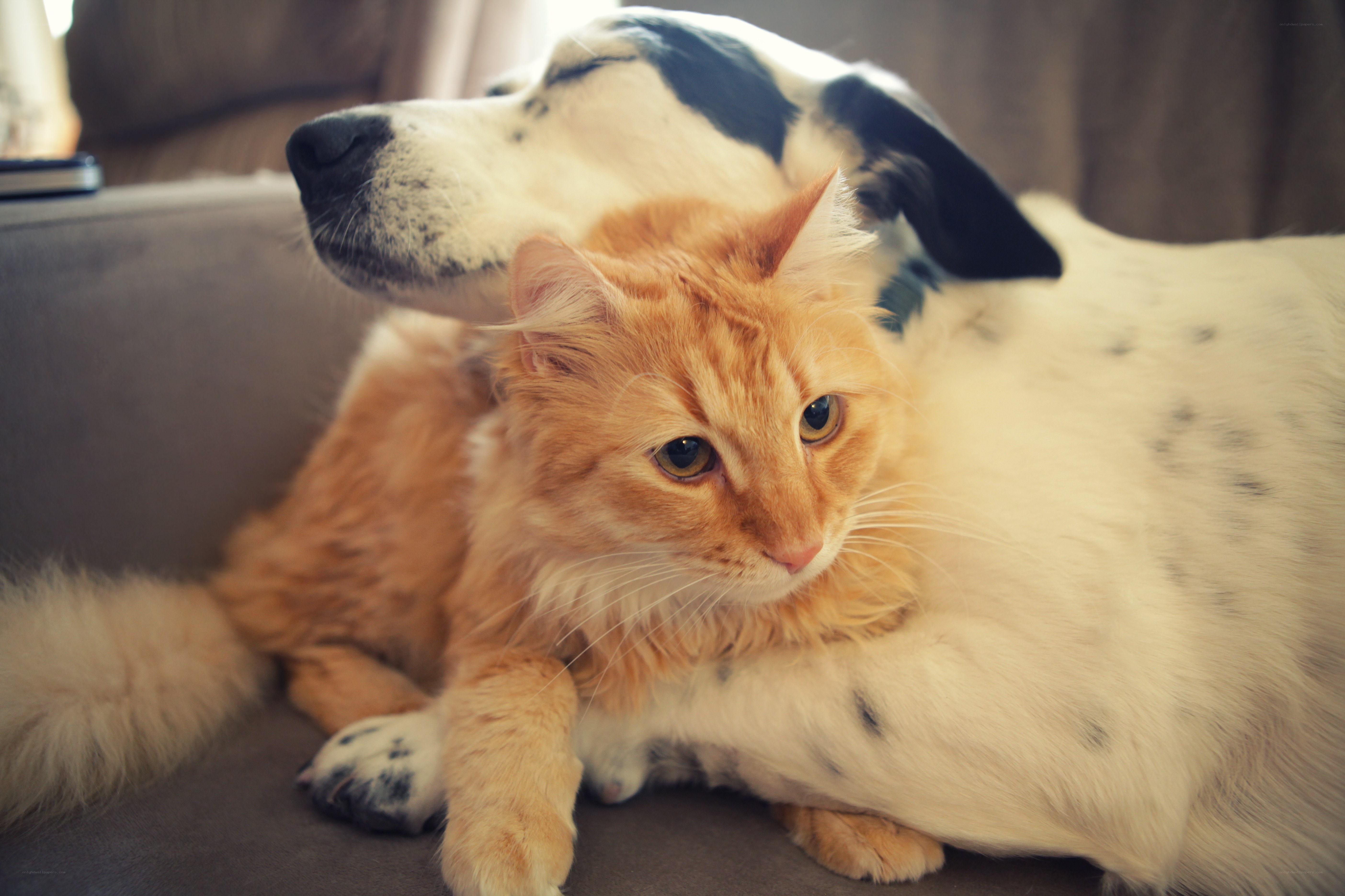 cat and dog cuddling together