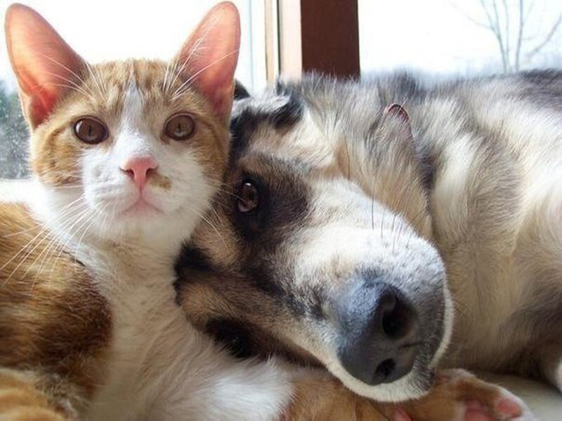 Cat and Dog Cuddling — White