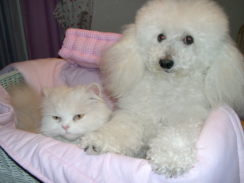 Cat and dog in a bed