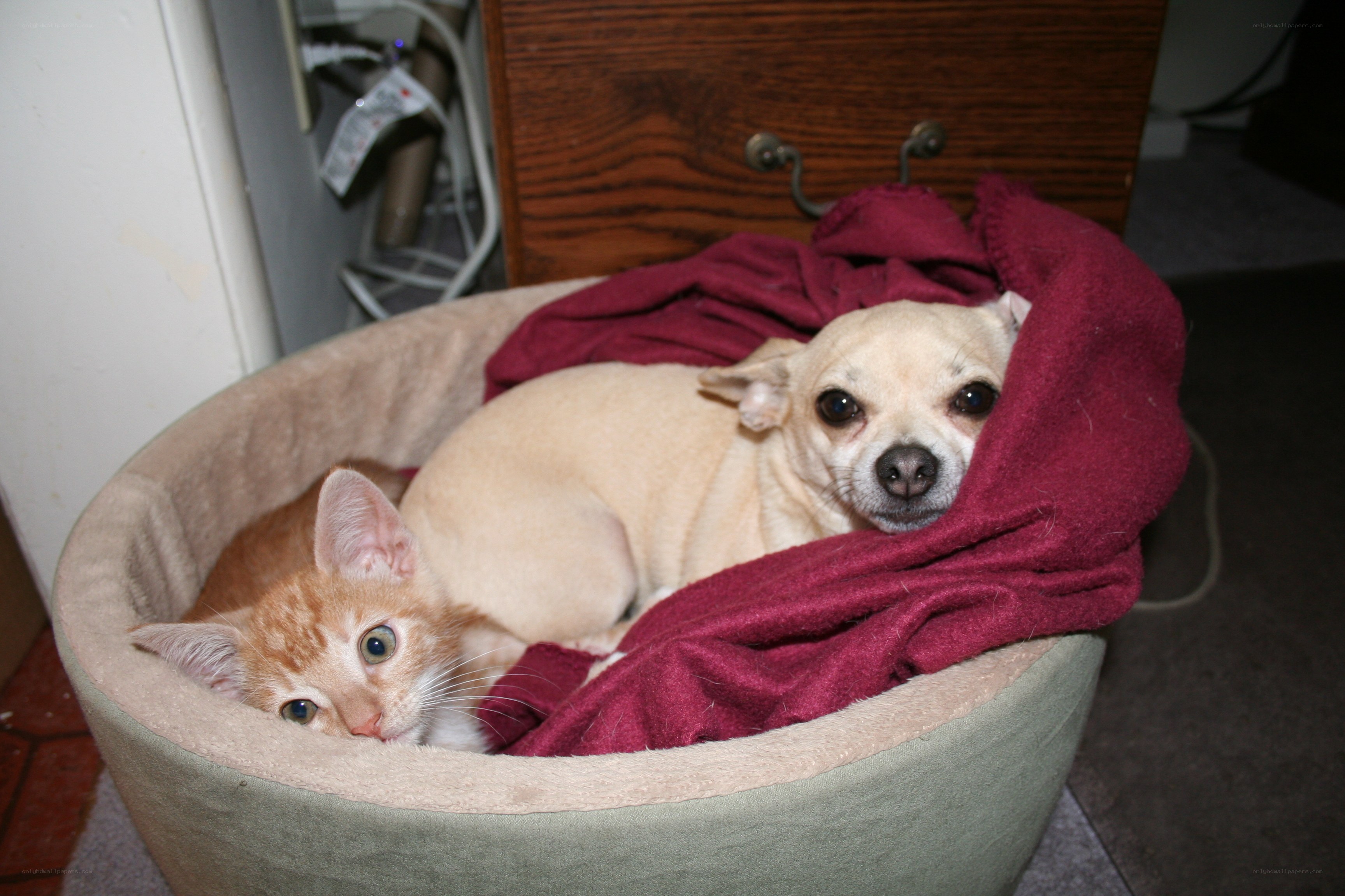 Cat and dog in a bed