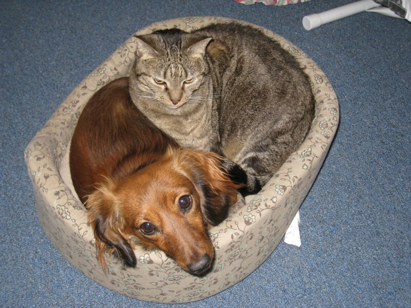 Cat and Dog in Bed