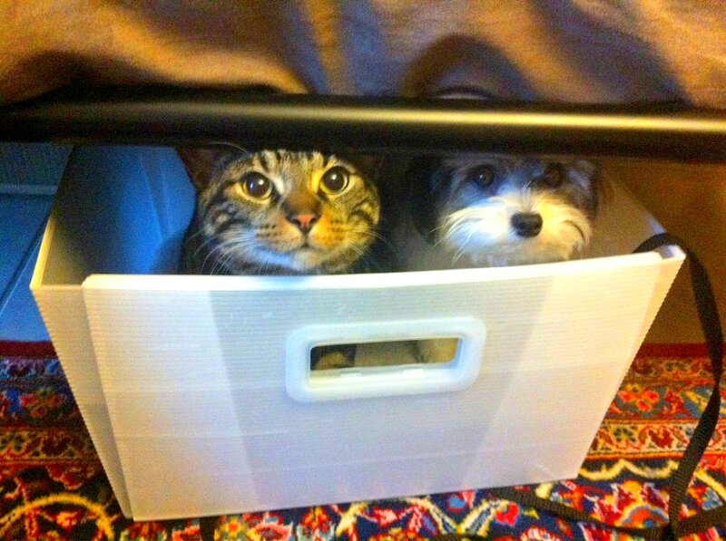 Cat and Dog in Box
