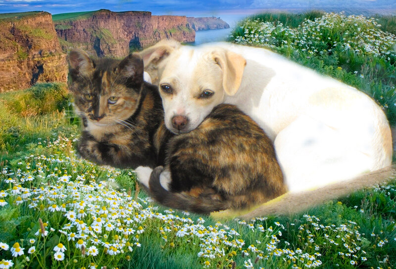 Cat and Dog in Field
