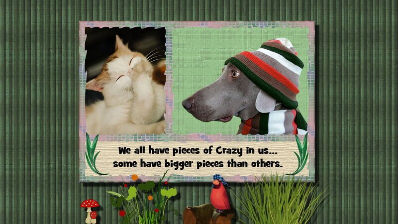 Cat and Dog in Frame