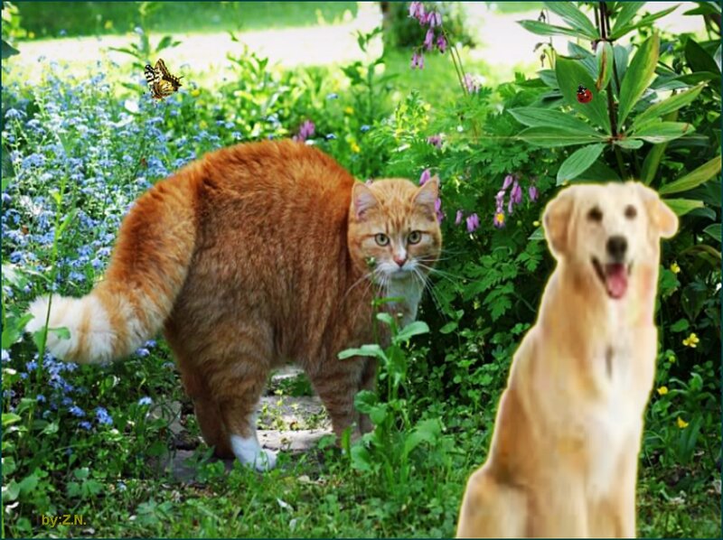 Cat and Dog in Garden — Green, Calm