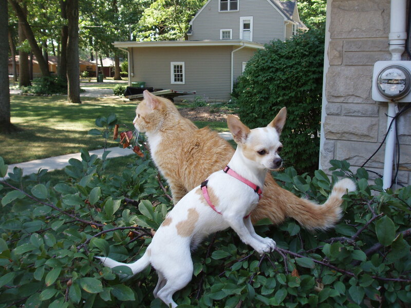Cat and dog in garden