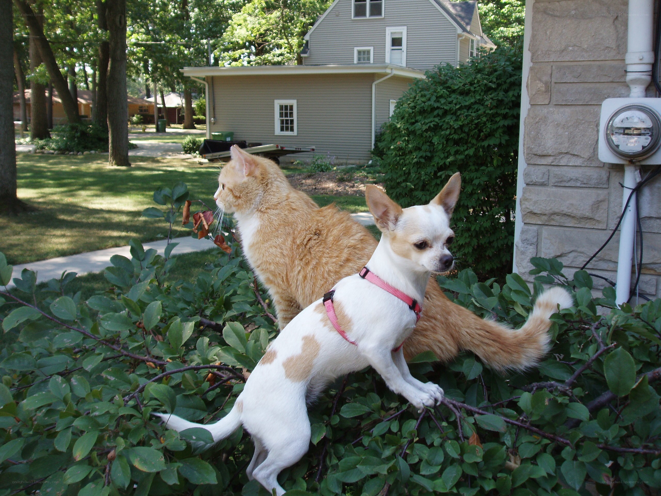 Cat and dog in garden