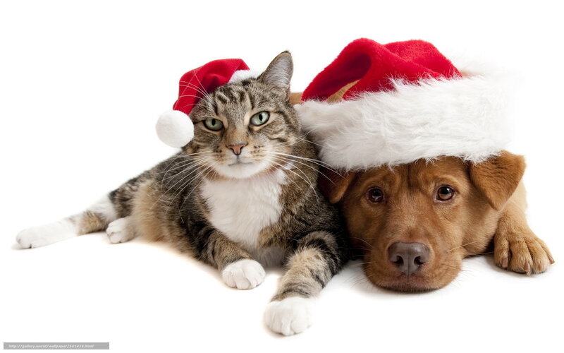 Cat and Dog in Hats — Red, Festive
