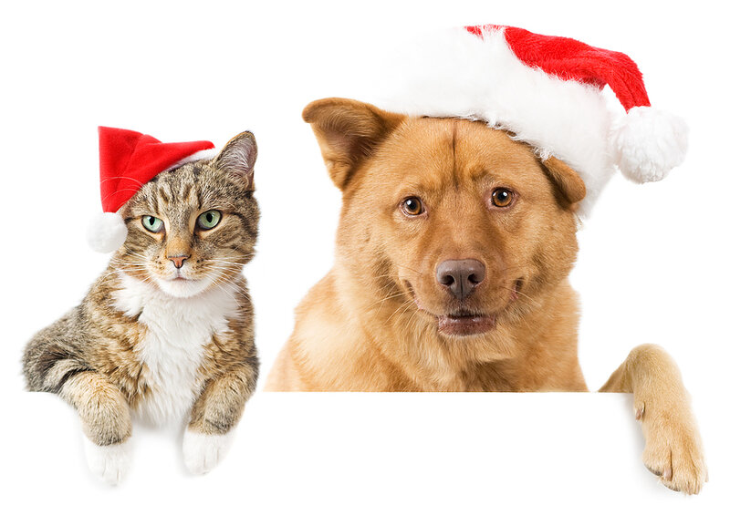 Cat and Dog in Hats
