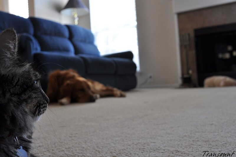 cat and dog in living room