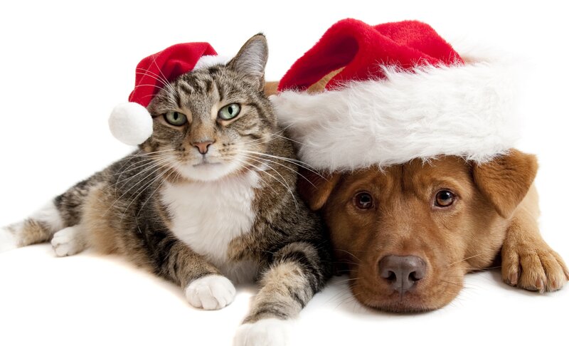 cat and dog in santa hats