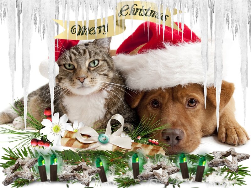 Cat and Dog in Santa Hats — White