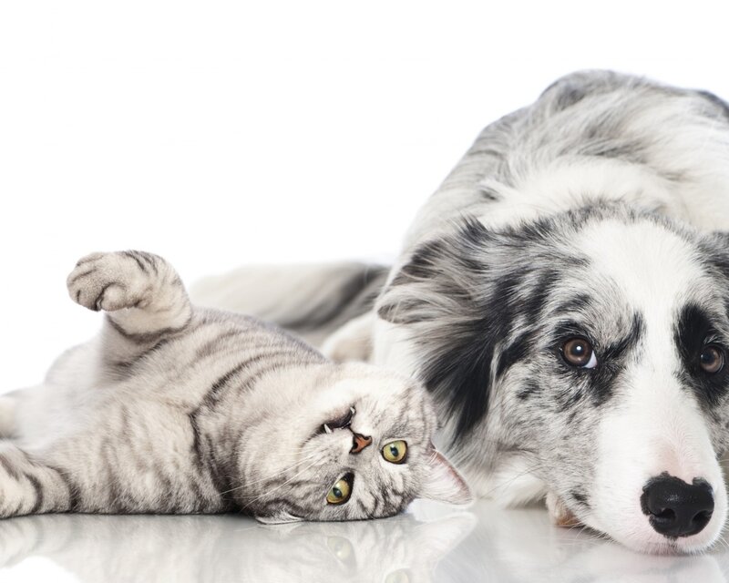 Cat and Dog Lying Down