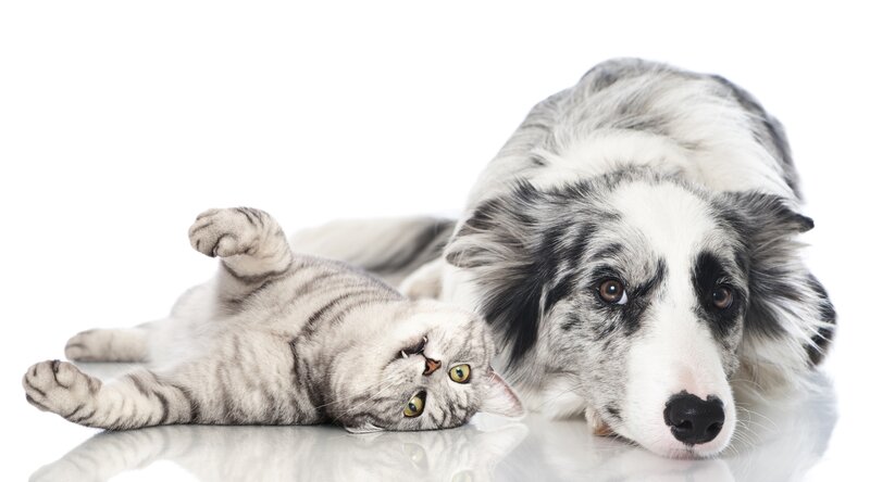 Cat and Dog Lying Down — White