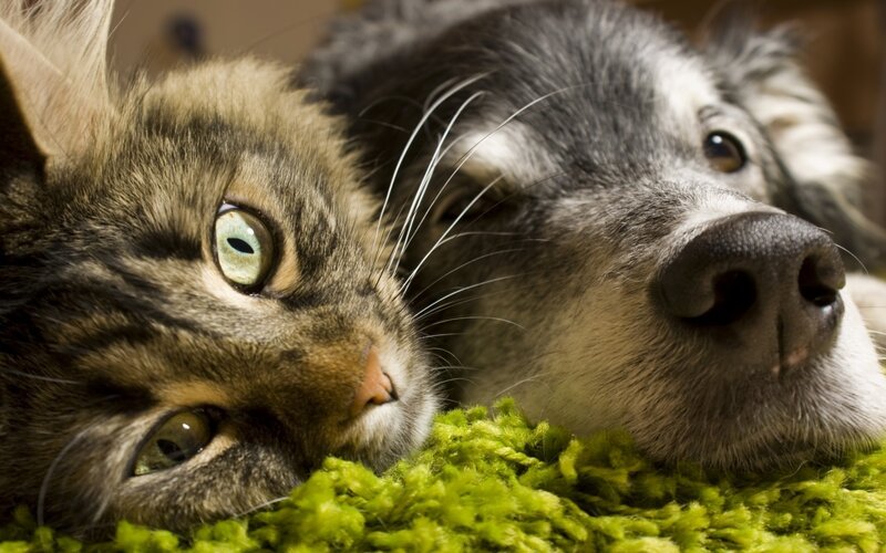 Cat and Dog Lying Together — Brown