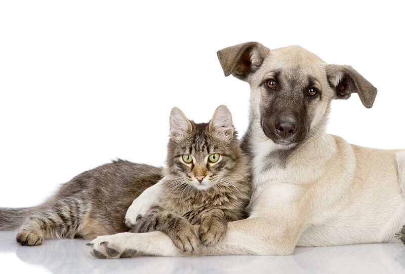 Cat and Dog Lying Together
