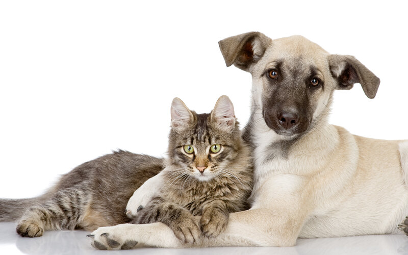 Cat and Dog Lying Together — White