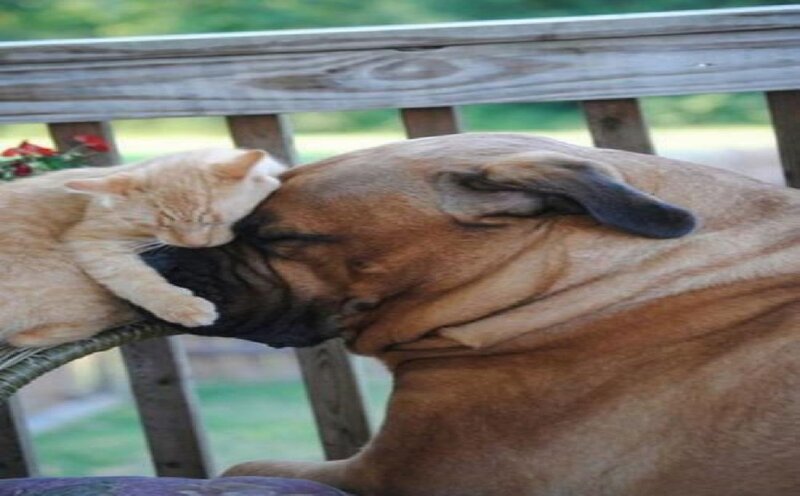 Cat and Dog Napping