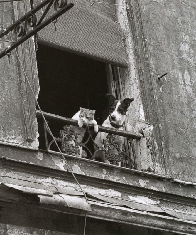 Cat and dog on a balcony