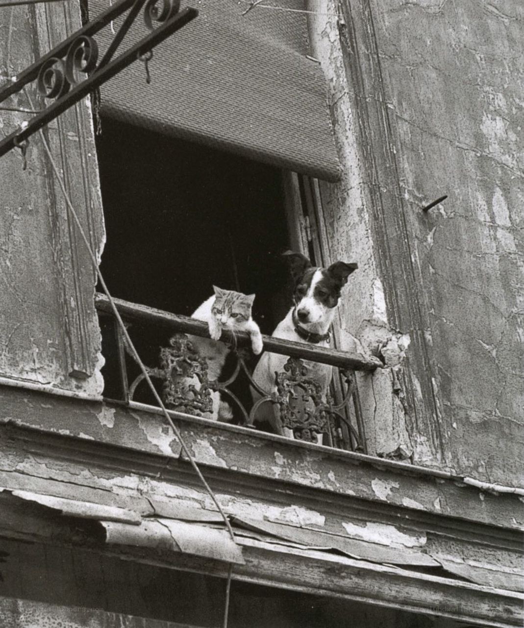 Cat and dog on a balcony