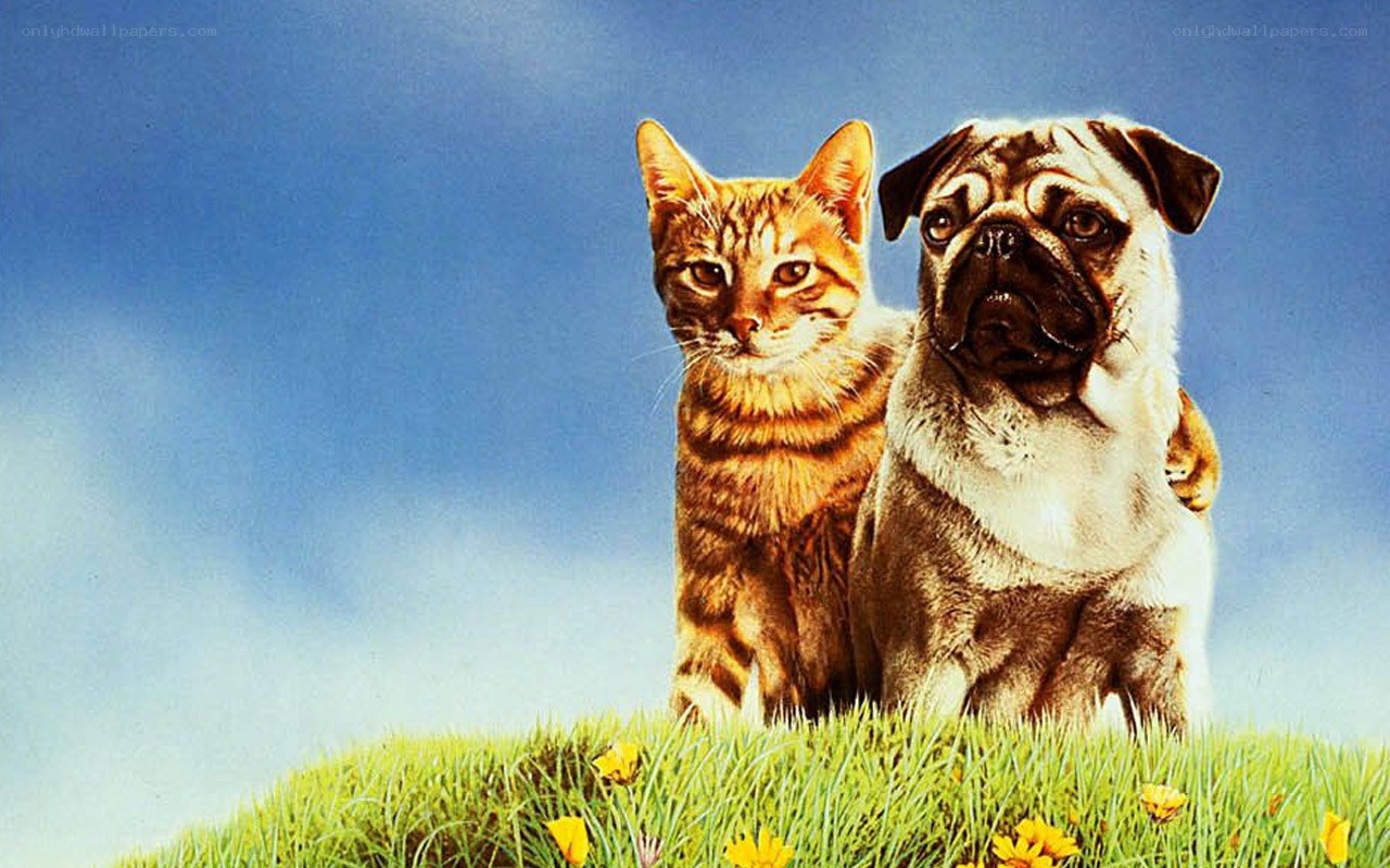 cat and dog on a hill