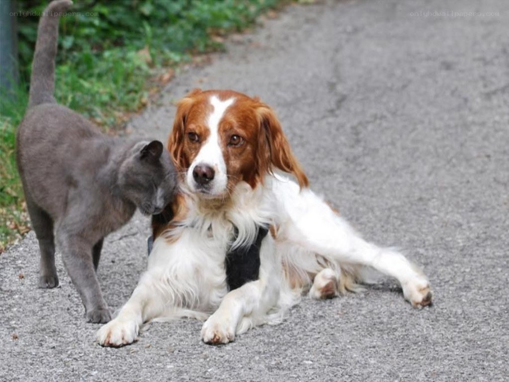 cat and dog on a path