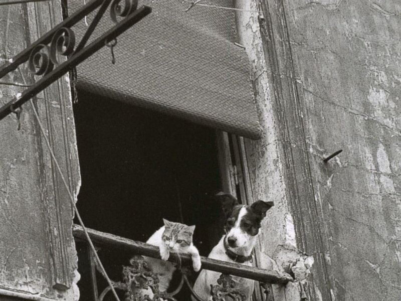 Cat and Dog on Balcony